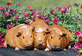 ROD 02 GR0008 01
Guinea Pigs Sitting On Stump By Pink Flowers