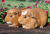 ROD 02 GR0009 01
Guinea Pigs Sitting On Log By Pink Flowers