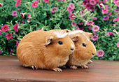 ROD 02 GR0010 01
Guinea Pigs Sitting On Bench By Pink Flowers