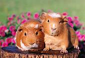 ROD 02 GR0011 01
Guinea Pigs Sitting On Stump By Pink Flowers