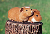 ROD 02 GR0012 01
Guinea Pigs Sitting On Stump
