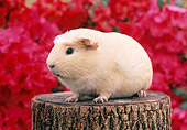 ROD 02 GR0013 01
Guinea Pig Sitting On Stump By Pink Flowers