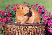 ROD 02 GR0014 01
Guinea Pig Sitting On Stump By Pink Flowers