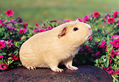 ROD 02 GR0015 01
Guinea Pig Sitting On Rock By Pink Flowers