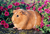 ROD 02 GR0016 01
Guinea Pig Sitting On Rock By Pink Flowers