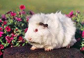 ROD 02 GR0017 01
Guinea Pig Sitting On Rock By Pink Flowers