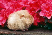 ROD 02 GR0018 01
Guinea Pig Sitting On Log By Pink Flowers