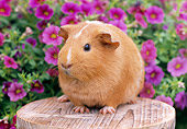 ROD 02 GR0019 01
Guinea Pig Sitting On Stump By Pink Flowers