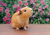 ROD 02 GR0020 01
Guinea Pig Sitting On Bench By Pink Flowers
