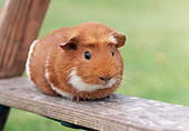ROD 02 GR0022 01
Guinea Pig Sitting On Ladder Step