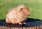 ROD 02 GR0024 01
Guinea Pig Sitting On Stump