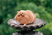 ROD 02 GR0026 01
Guinea Pig Sitting On Birdbath