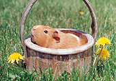ROD 02 GR0028 01
Guinea Pig Sitting In Basket On Grass