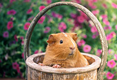 ROD 02 GR0029 01
Guinea Pig Sitting In Basket By Pink Flowers