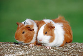 ROD 02 GR0031 01
Smooth-Haired Guinea Pigs Sitting On Log