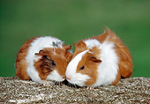 ROD 02 GR0032 01
Smooth-Haired Guinea Pigs Sitting On Log