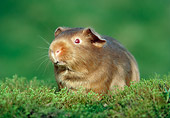 ROD 02 GR0033 01
Brown Guinea Pig Sitting On Moss