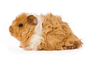 ROD 02 JE0001 01
Guinea Pig Laying Seamless