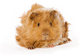ROD 02 JE0002 01
Guinea Pig Laying Seamless