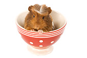 ROD 02 JE0003 01
Guinea Pig Sitting In Red And White Bowl Seamless