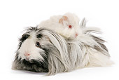 ROD 02 JE0004 01
Guinea Pigs Laying On Each Other On White Seamless