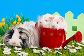 ROD 02 JE0006 01
Guinea Pigs On Grass And In Watering Can