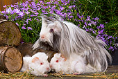 ROD 02 JE0007 01
Guinea Pigs By Logs And Purple Flowers