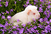 ROD 02 JE0008 01
Guinea Pig Sitting In Purple Flowers