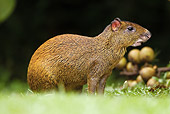 ROD 02 MC0001 01
Central American Agouti Feeding On Seeds Along Jungle Floor