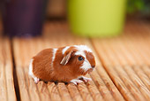 ROD 02 PE0001 01
Young English Crested Guinea Pig Sitting On Deck By Potted Plants