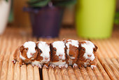 ROD 02 PE0002 01
Five Young English Crested Guinea Pigs Sitting On Deck By Potted Plants