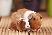 ROD 02 PE0003 01
English Crested Guinea Pig With Young On Deck By Potted Plants