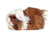 ROD 02 RK0002 01
Brown And White Guinea Pig Profile On White Seamless Background