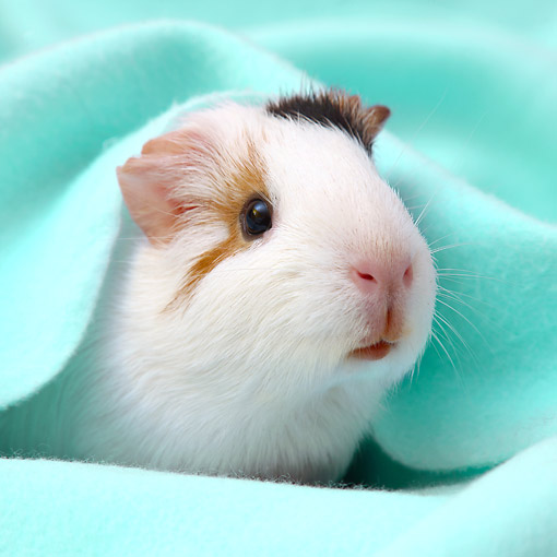 guinea pig Animal Stock Photos Kimballstock