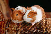 ROD 02 GR0001 01
Smooth Haired Guinea Pigs On Armchair