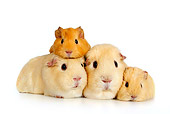 ROD 02 KH0001 01
Guinea Pig Family On White Seamless