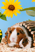 ROD 02 KH0002 01
Guinea Pig Adult And Baby In Shelter By Yellow Flower