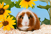 ROD 02 KH0003 01
Guinea Pig Sitting By Yellow Flower