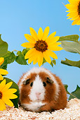 ROD 02 KH0004 01
Guinea Pig Sitting By Yellow Flower