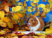 ROD 02 KH0005 01
Guinea Pig Sitting Under Autumn Leaves