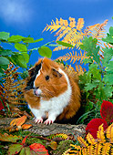 ROD 02 KH0006 01
Guinea Pig Sitting On Log By Foliage