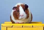 ROD 02 KH0007 01
Guinea Pig Sitting On Yellow Box