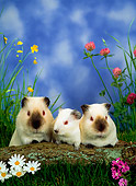 ROD 02 KH0009 01
Guinea Pig Family Sitting By Log And Flowers In Grass