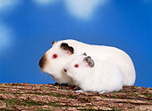 ROD 02 KH0011 01
Guinea Pigs Sitting On Log