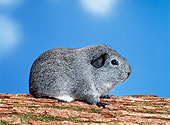 ROD 02 KH0012 01
Guinea Pig Sitting On Log
