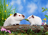 ROD 02 KH0013 01
Guinea Pigs Sitting On Log By Flowers In Grass Eating Leaf