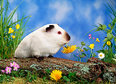 ROD 02 KH0014 01
Guinea Pig Sitting On Log By Flowers In Grass Eating Dandelion