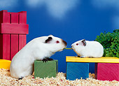 ROD 02 KH0015 01
Guinea Pigs Sitting On Colorful Wood Blocks Eating Leaf