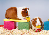ROD 02 KH0016 01
Guinea Pigs Sitting On Colorful Wood Blocks Eating Dandelions