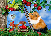 ROD 02 KH0018 01
Guinea Pig Climbing Ladder By Apple Tree On Grass